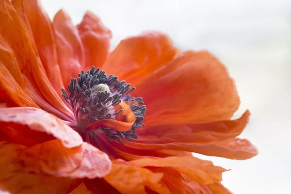 Pistils dentro flor de papoula — Fotografia de Stock