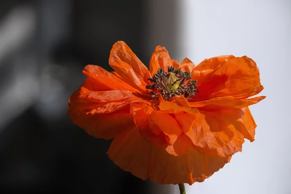 Flor de papoula — Fotografia de Stock