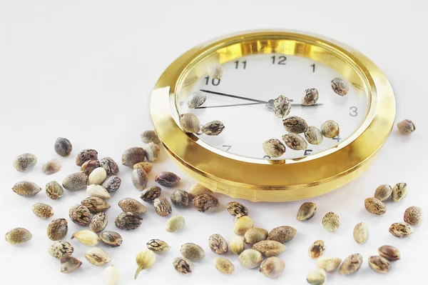 Hemp seeds and a golden clock — Stock Photo, Image