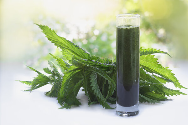 Nettles and a smoothie made of nettles juice in  a glass