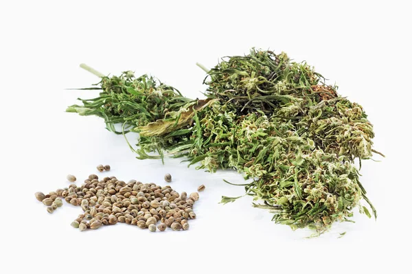 Sementes de cânhamo e galhos de cannabis secos — Fotografia de Stock