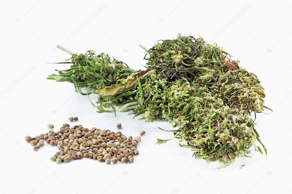 Hemp seeds and dried cannabis twigs