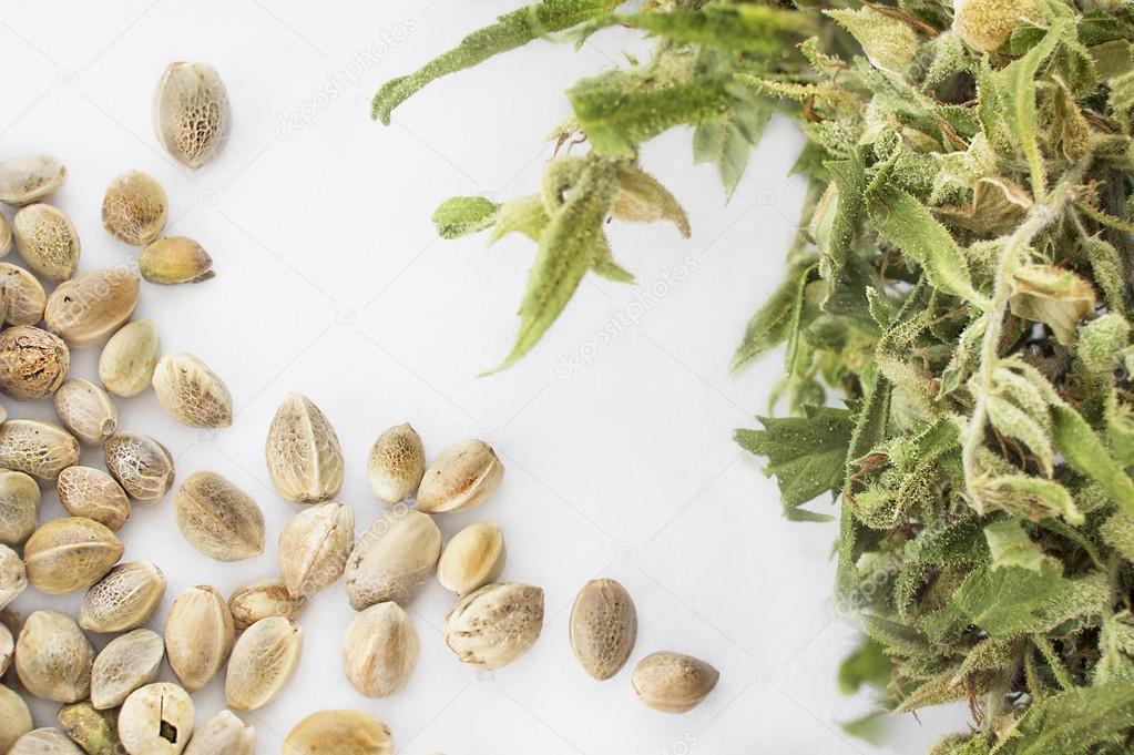 Hemp seeds and dried cannabis twig