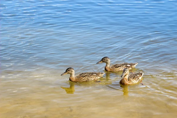 Three young ducks — Stock Photo, Image