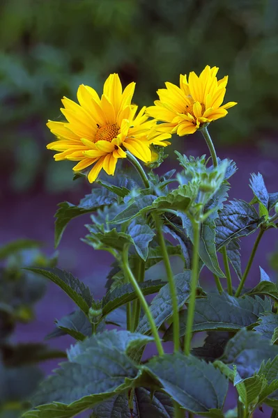 Flores de árnica — Foto de Stock