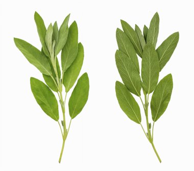 Adaçayı yaprakları iki yüzü