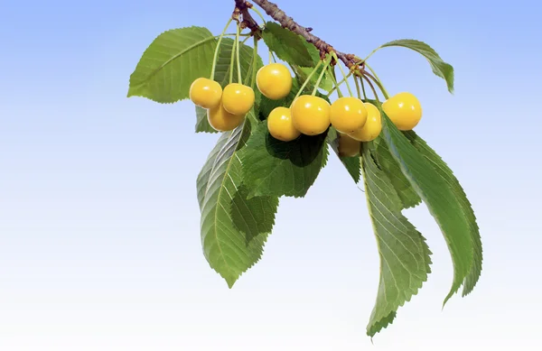 Třešňová větvička s žlutým třešně — Stock fotografie