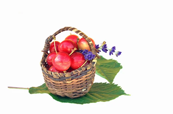 Small basket with red cherries — Stock Photo, Image
