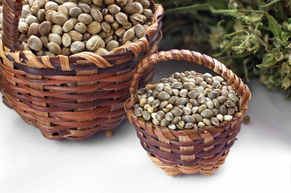 Dos tipos de semillas de cáñamo — Foto de Stock