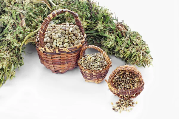 Tres tipos de semillas de cáñamo — Foto de Stock