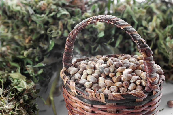 Küçük bir sepet içinde kenevir tohumu