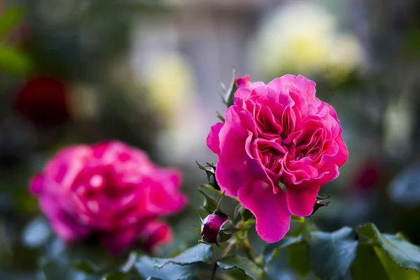 Zwei Rosen blühen — Stockfoto