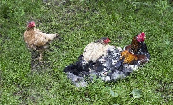 Galinhas solitárias e galinhas família — Fotografia de Stock