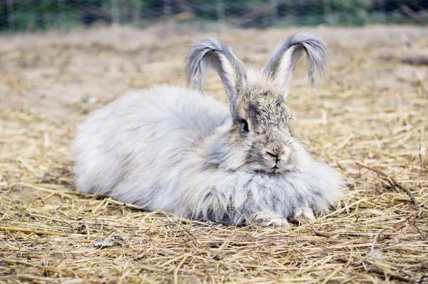 ANGORA RABBIT ON A STRAW — Stock Photo, Image