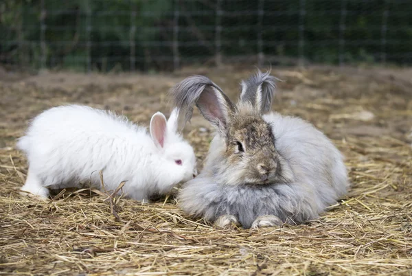 Królików Angora na słomy — Zdjęcie stockowe