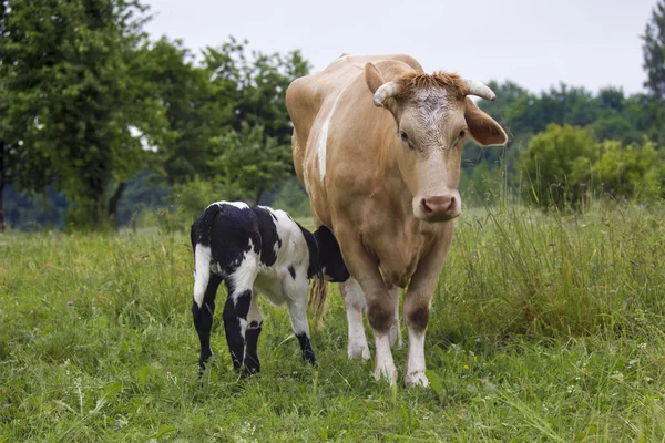 Cow and calf suckling in a meadow — Stock Photo, Image