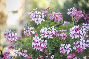 Pembe bicolor sardunyalar ev bahçesinde görünümünü kapat.