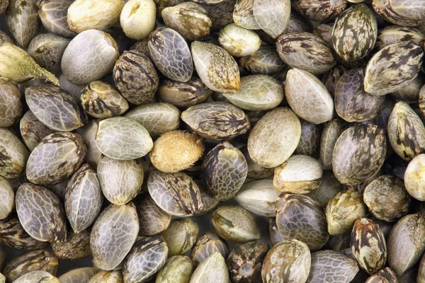Hemp seeds background — Stock Photo, Image