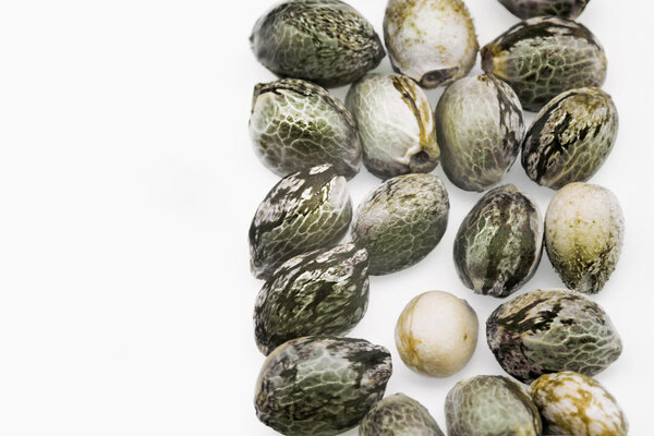 Hemp seeds 