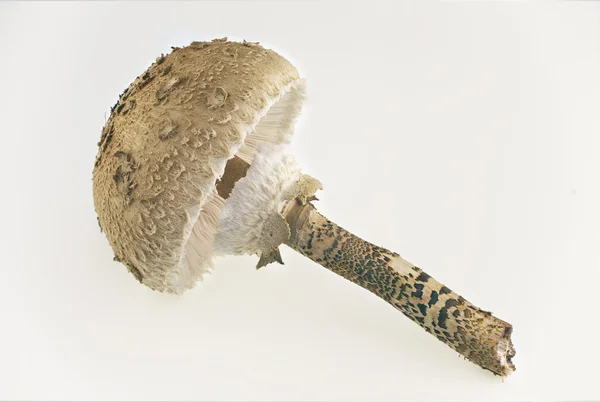 Champignon parasol — Photo