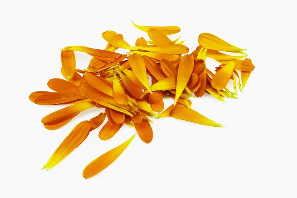 Calendula officinalis płatki — Zdjęcie stockowe