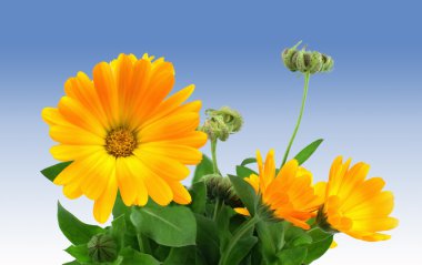 Calendula officinalis