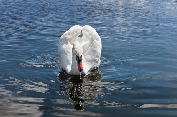 Swimming white swan — Stock Photo, Image