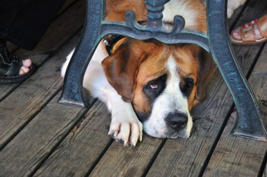 St. bernard köpeği