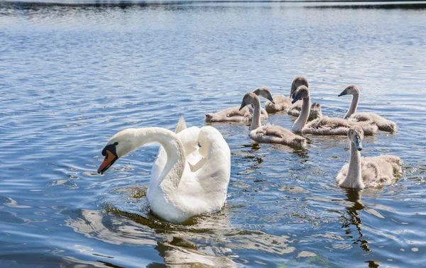 Cisne branco e sete seus filhos — Fotografia de Stock