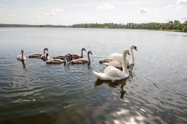 Aile bir gölde Kuğu
