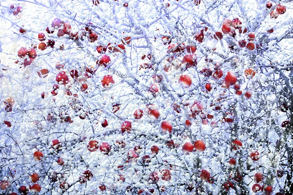 Fechar Vista Maçãs Vermelhas Geadas Inverno — Fotografia de Stock