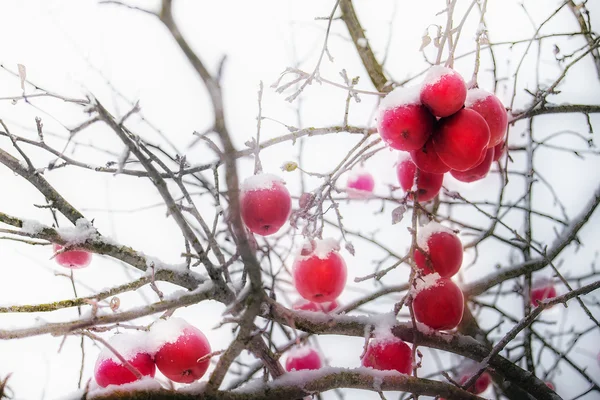 Fechar Vista Maçãs Vermelhas Geadas Inverno — Fotografia de Stock