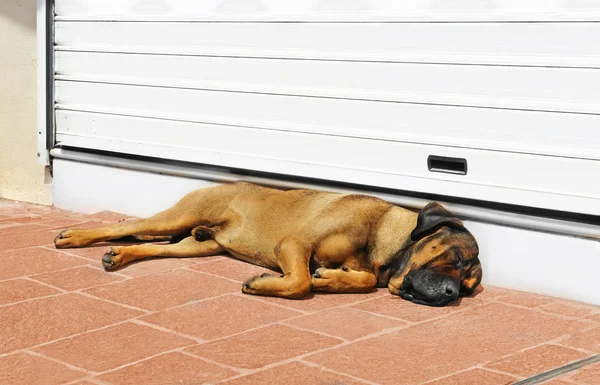 阳光明媚的中午 大狗睡在门口 — 图库照片