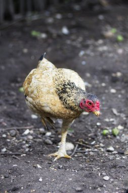 Bir tavuk karanlık yere portresi