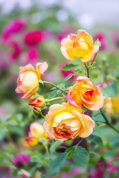 Rosas amarillas rosadas — Foto de Stock