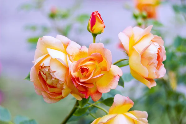Vista Cercana Rosas Amarillas Rosadas Florece — Foto de Stock