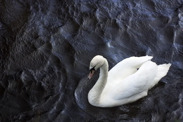 Cisne em uma água escura e escura — Fotografia de Stock