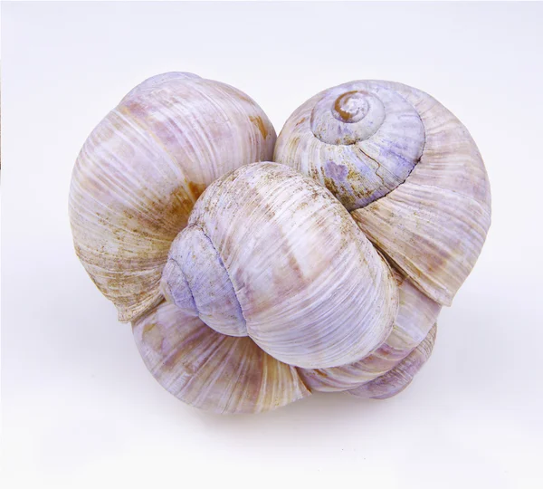 Some cockle-shells — Stock Photo, Image