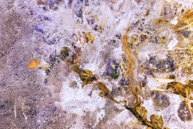 Çeşitli bitkilerin buz dondurulmuş