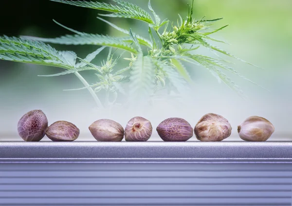 Hemp leaves and seeds — Stock Photo, Image