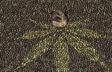 Makro kenevir tohumu birçok kenevir tohumu arka planda