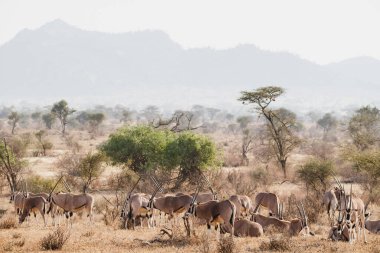 Vahşi hayvanlar - Samburu Ulusal Rezervi, Kuzey Kenya 'da büyük bir Afrika antilobu sürüsü