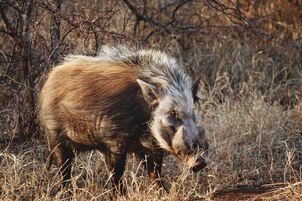 Vahşi Hayvanlar - Afrika çalı domuzu Kruger Ulusal Parkı, Güney Afrika