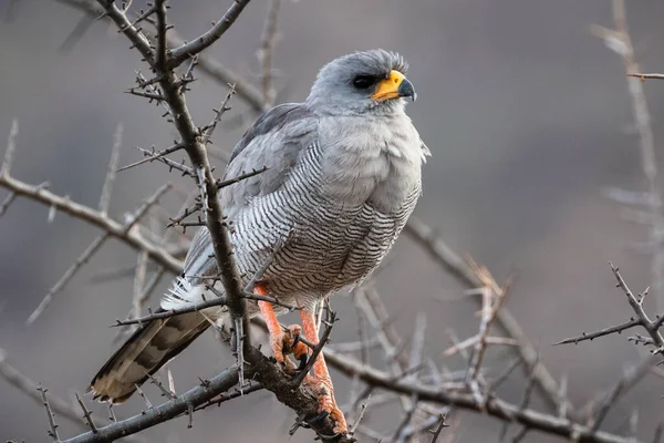 Doğu Chanting-Goshawk (Melierax poliopterus) - Samburu Ulusal Rezervi, Kenya