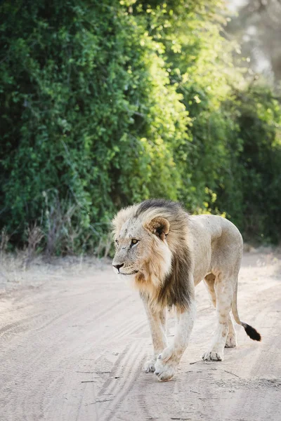 Vahşi Hayvanlar - Samburu Ulusal Rezervinde Aslan, Kuzey Kenya