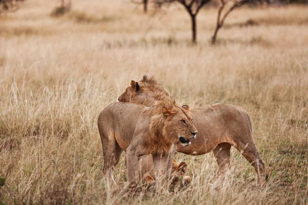 Animals Wild Young Male Lions Pride Serengeti National Park Tanzania — Stock Photo, Image