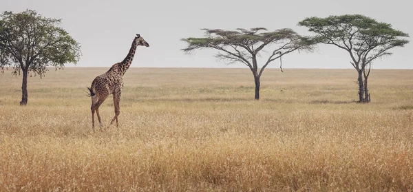 Vahşi Hayvanlar Serengeti Manzarası Yalnız Bir Zürafa Geziniyor Tanzanya — Stok fotoğraf