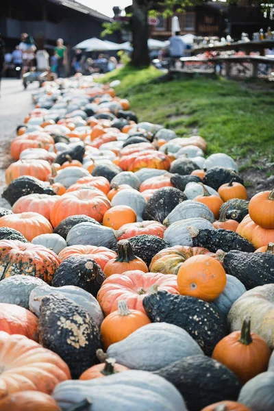 İsviçre, Zürih yakınlarında balkabağı festivali