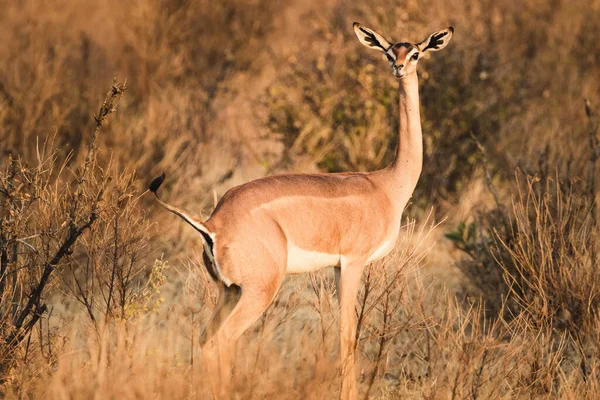 Vahşi Hayvanlar Samburu Ulusal Rezervindeki Gerenuk Antilobu Kuzey Kenya Afrika — Stok fotoğraf