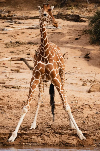 Animals Wild Reticulated Giraffe Samburu National Reserve North Kenya — Stock Photo, Image